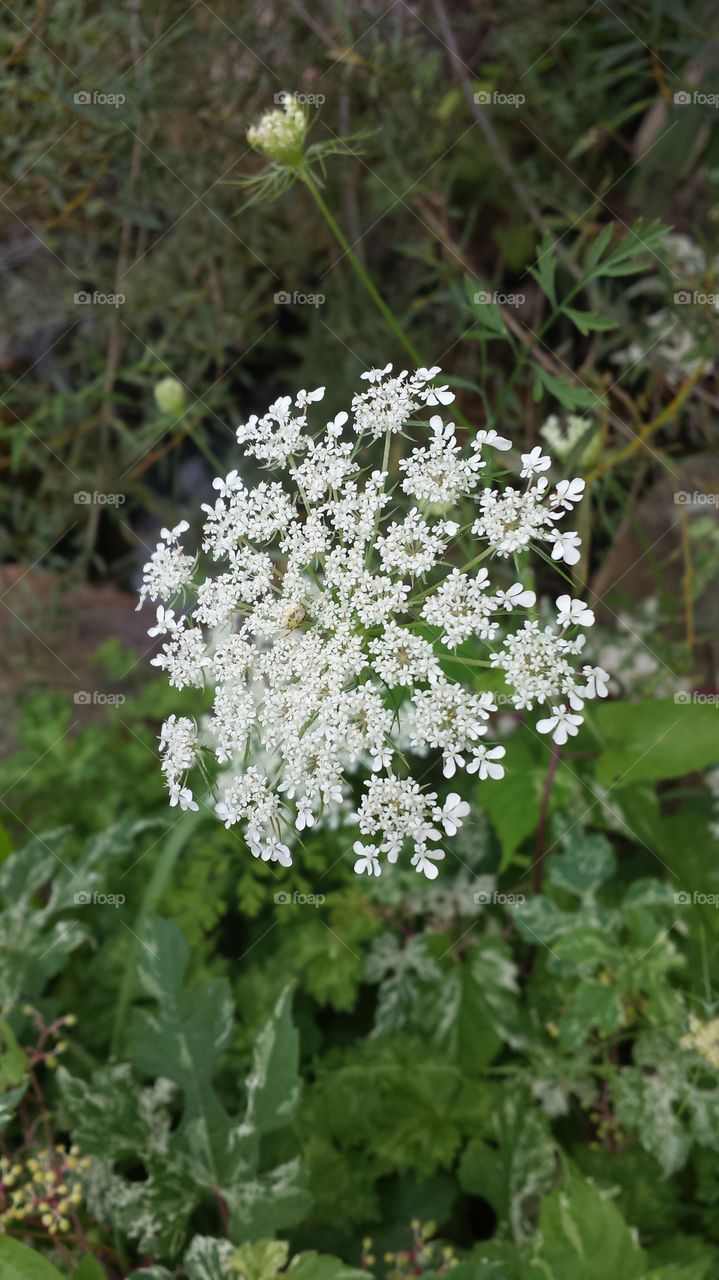 Yarrow's Beauty. Gorgeous wildflower growing during the summer in Minnesota & Wisconsin. The edges of the roads are covered.