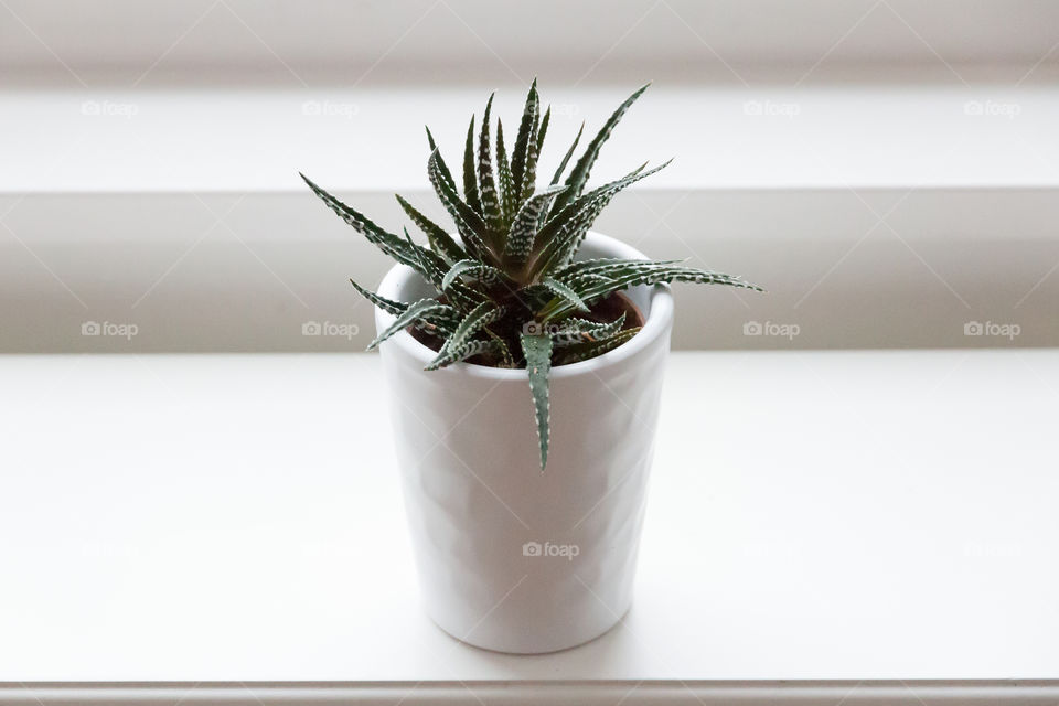 Small green aloe vera plant in white pot on window sill 
