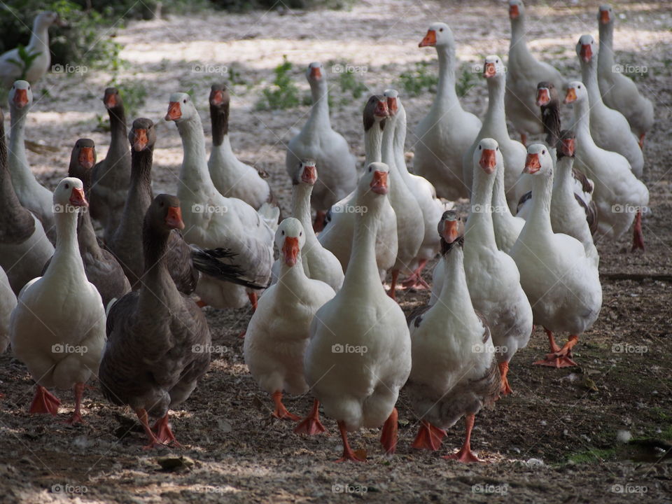 Geese waking together