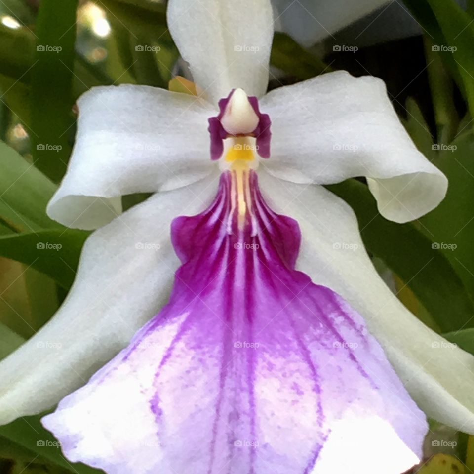 Orchid bloom, white with purple center, Closeup