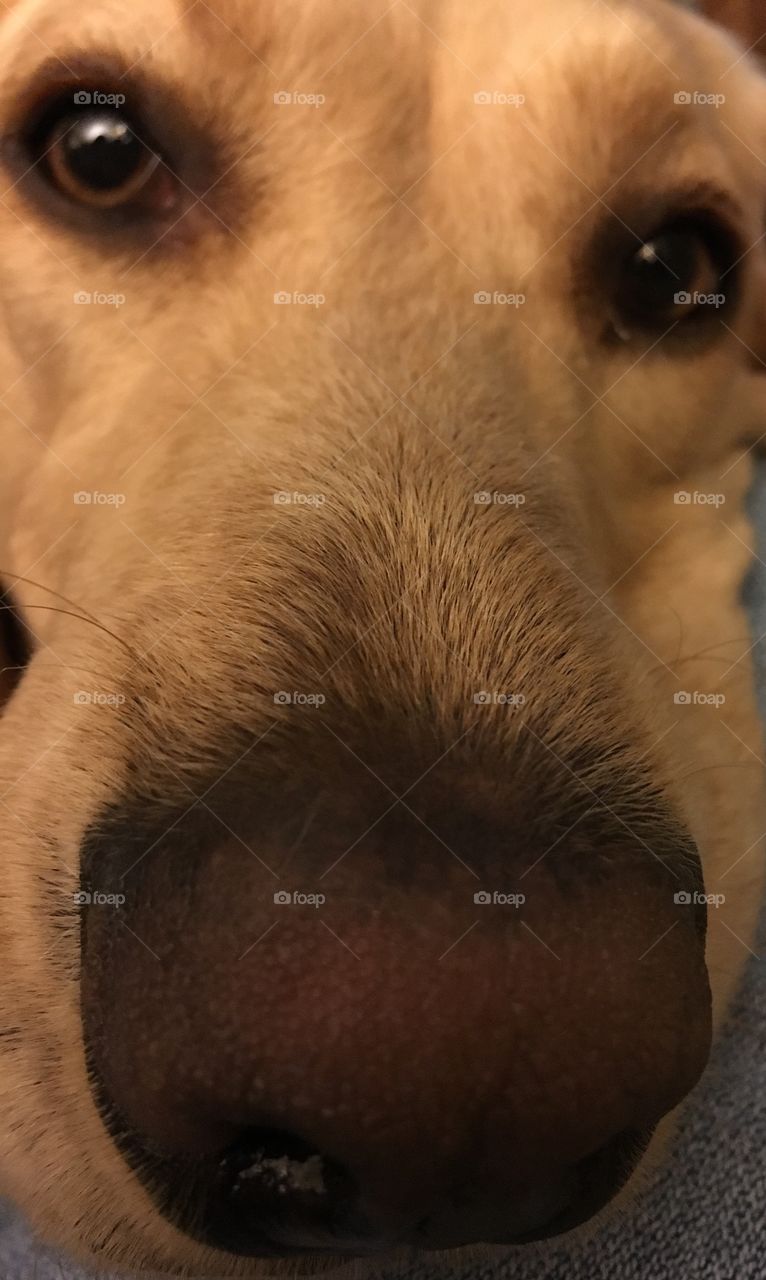 Dog nose and sleepy eyes
