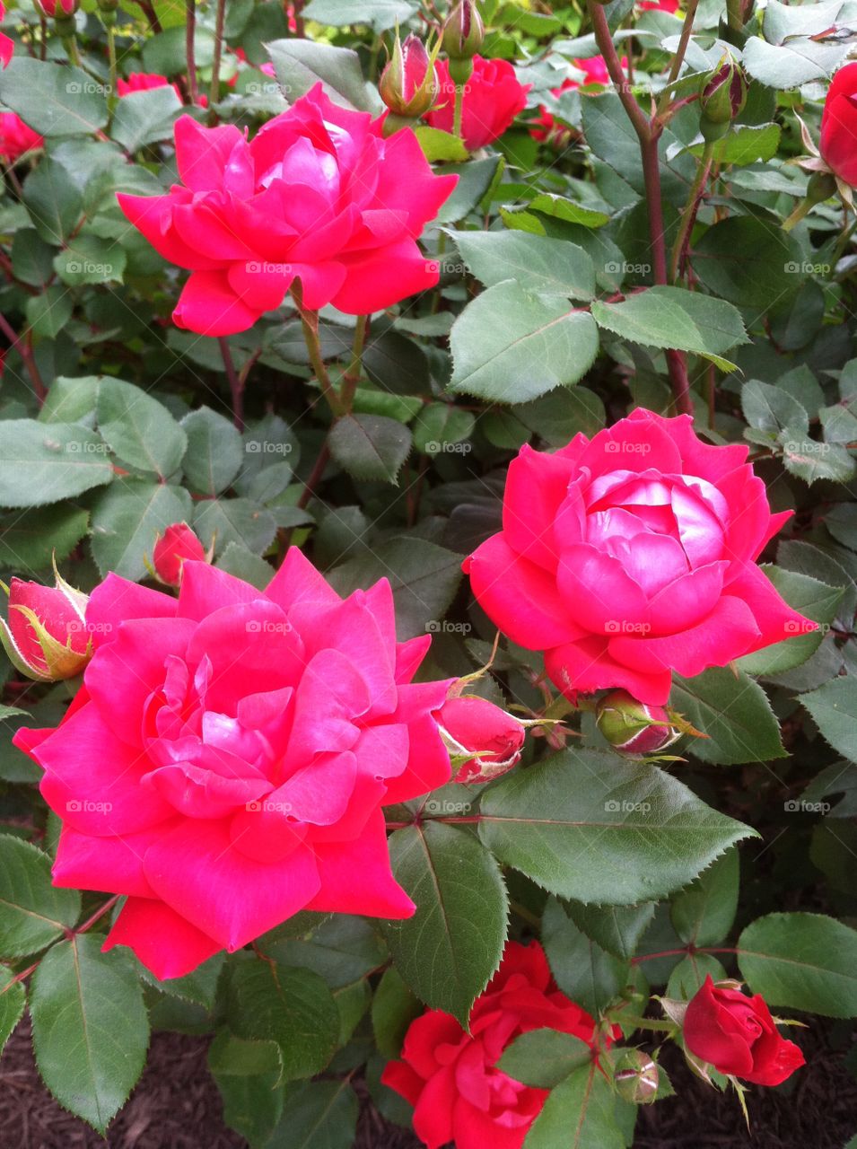 Red rose bush . Rose garden 