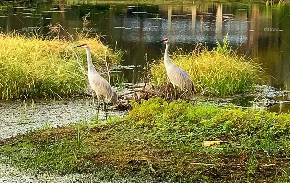 Beautiful birds 