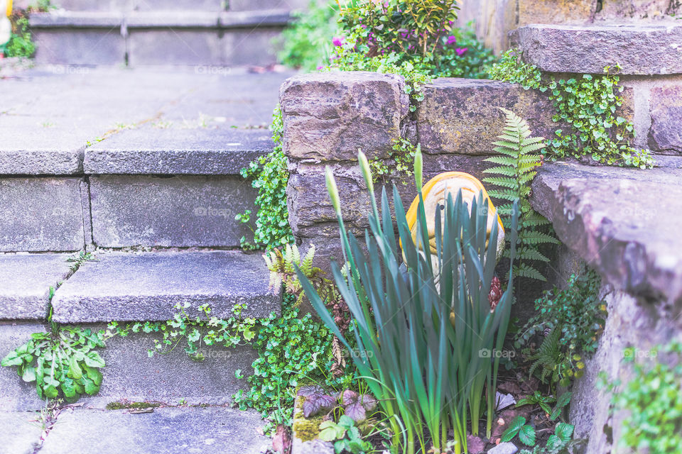 Hidden behind the tulip buds