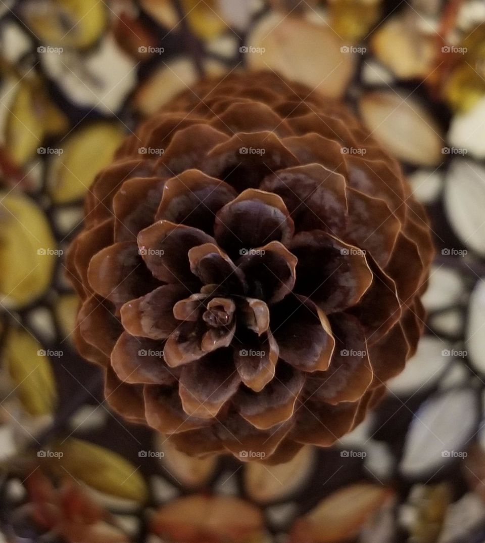 Pine Cone