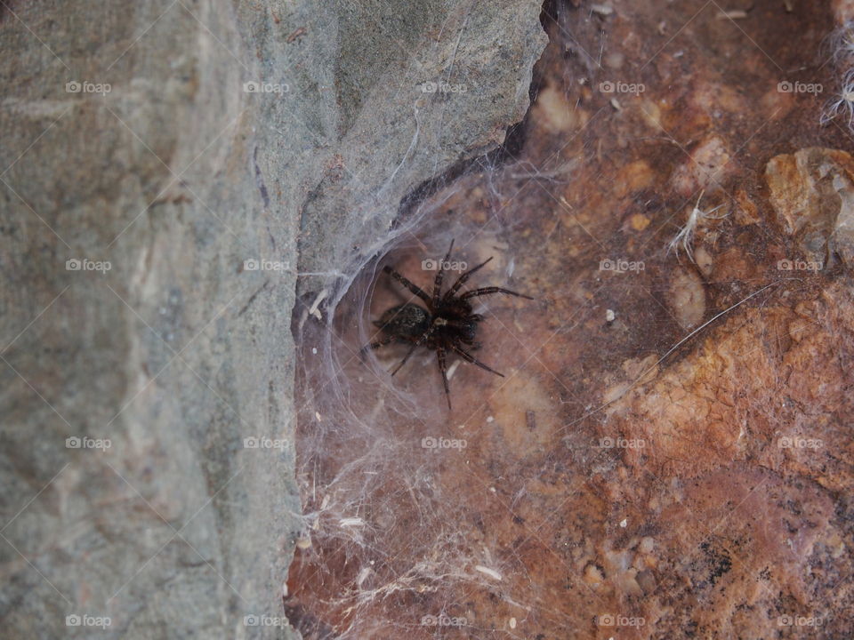 High angle view of spider in water