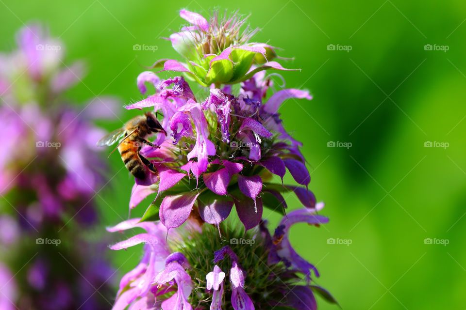 Bee pollinating on purple flower