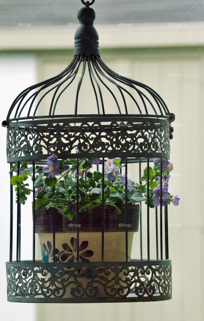 Flower pot in a birdcage 