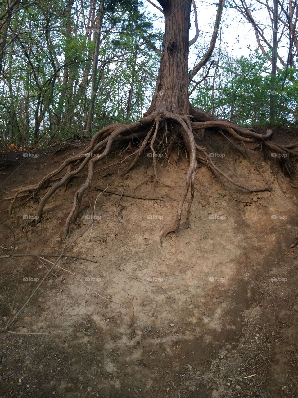 Roots. Tree roots coming out of the ground