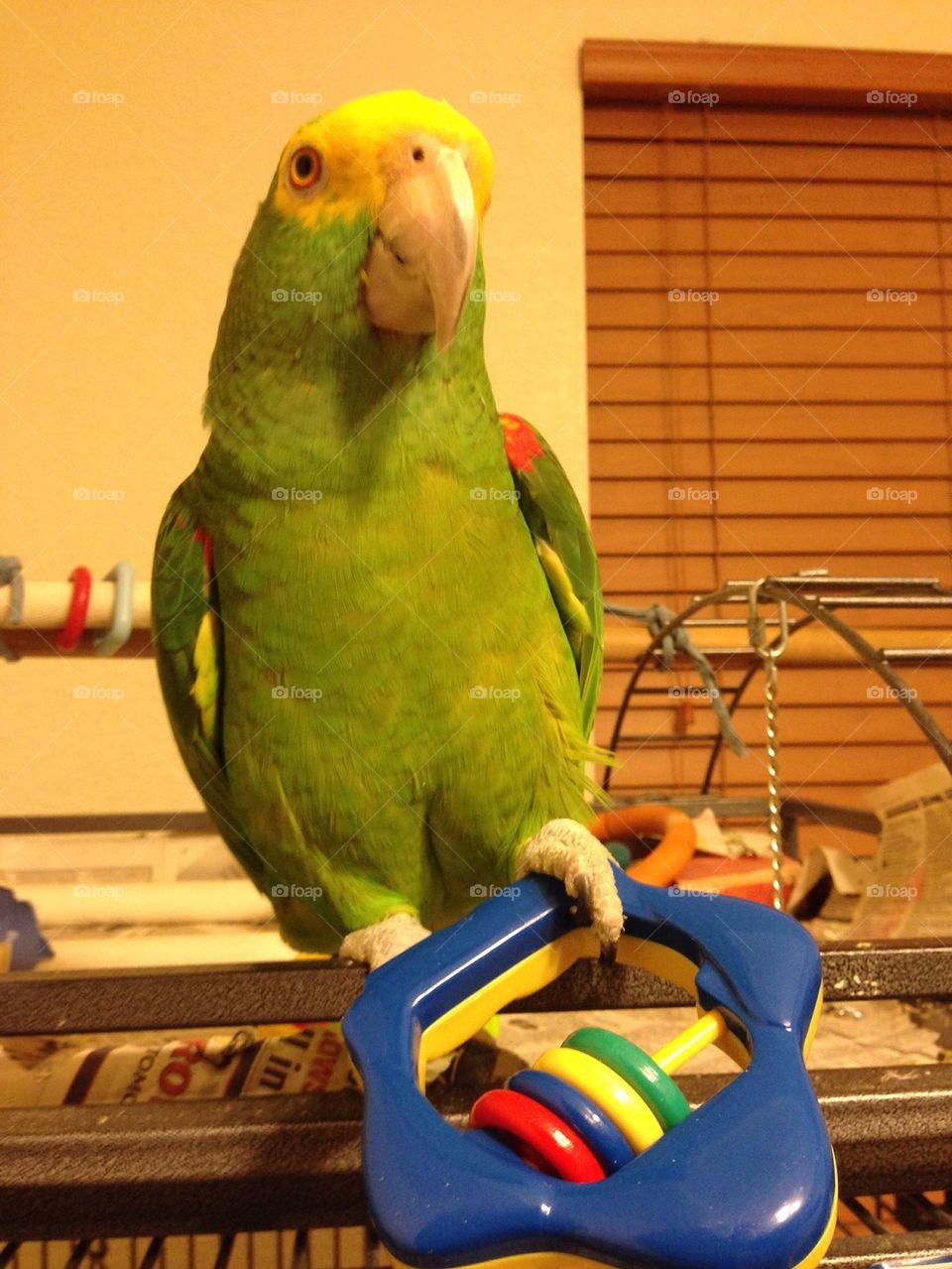 Parrot fun