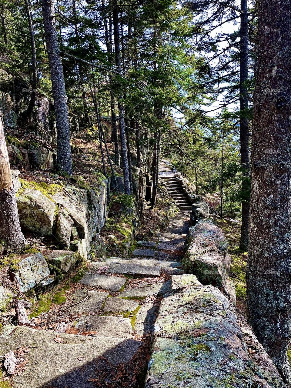 A stone pathway winds through an alpine forest near Northeast Harbor in the State of Maine.