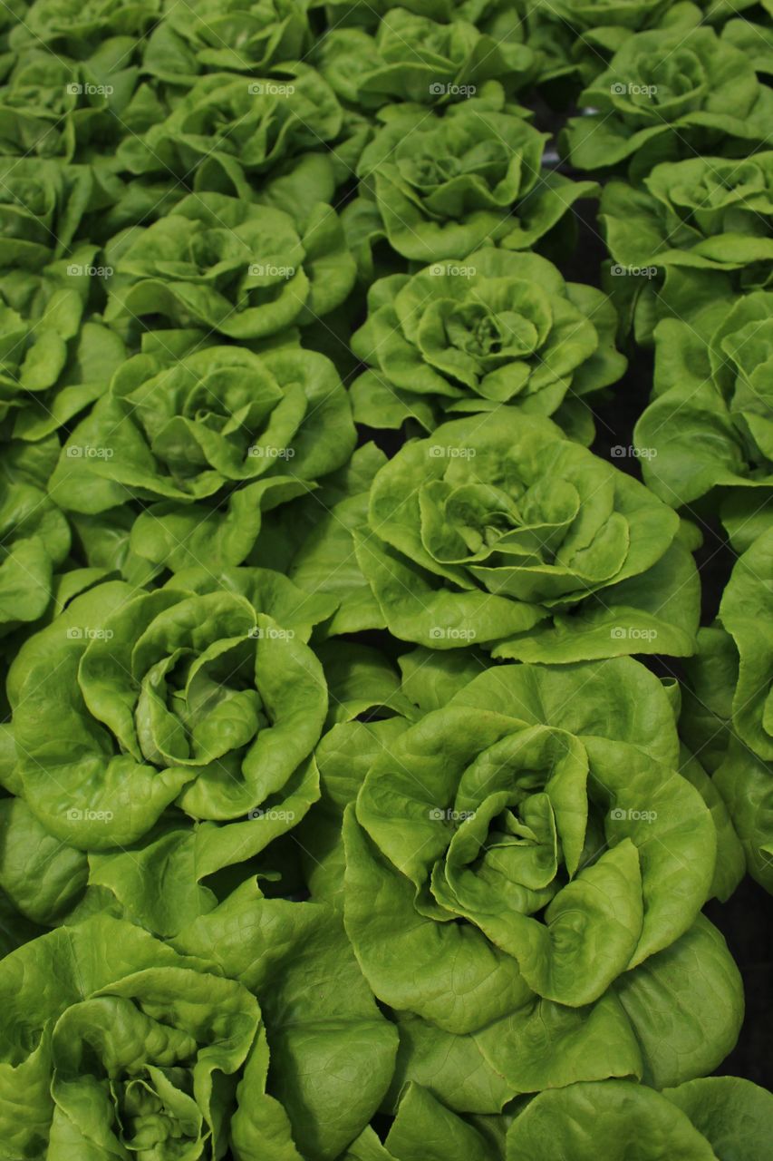 Rows of hydroponic lettuce