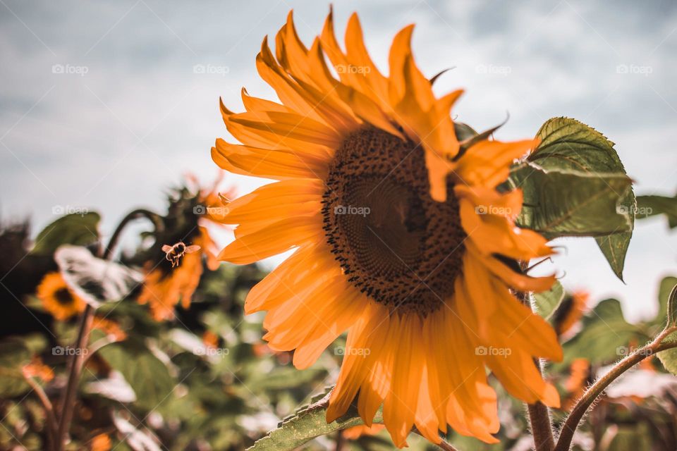 Sunflower and a Bee