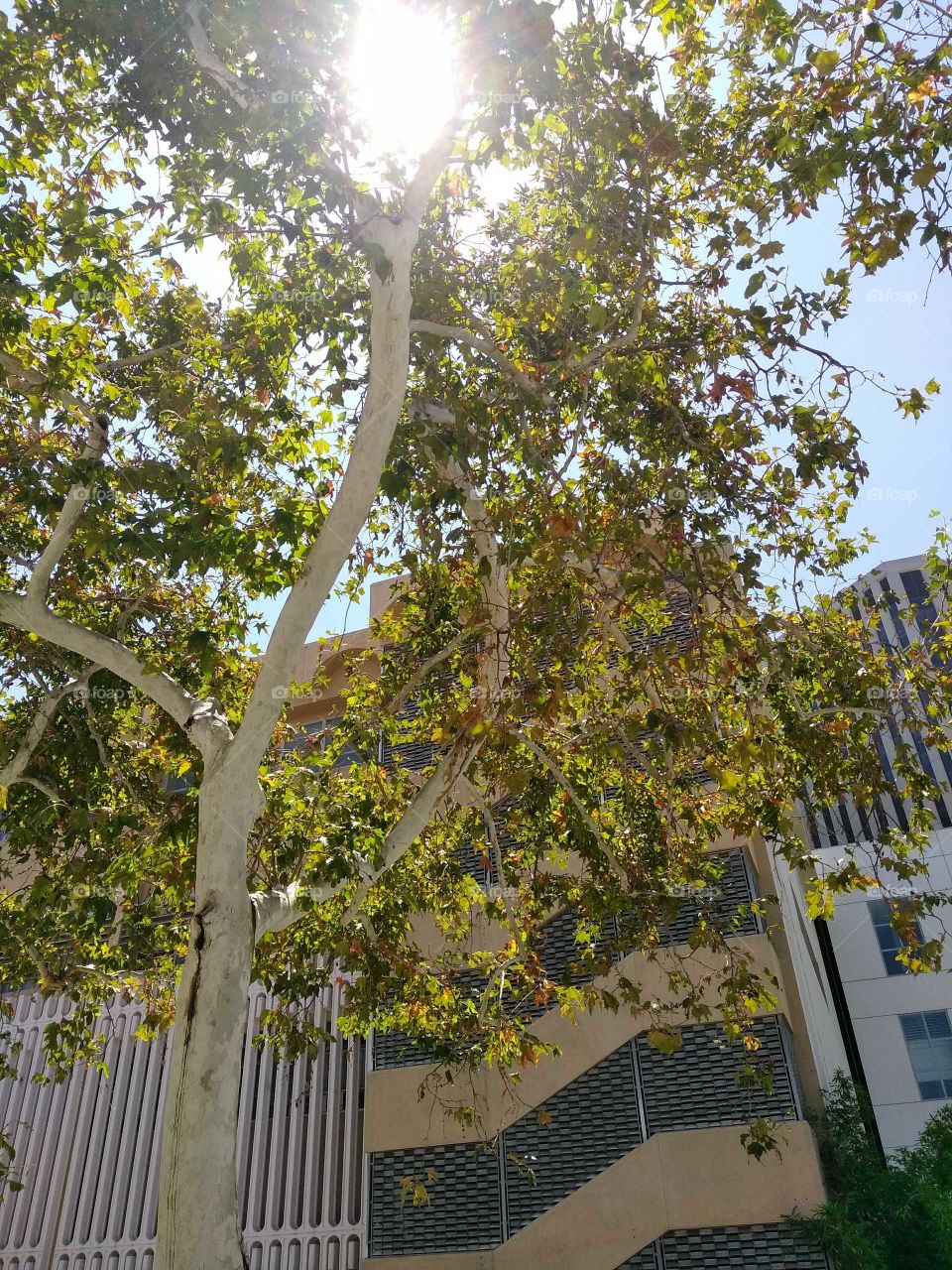 Sun Through Leaves In The City