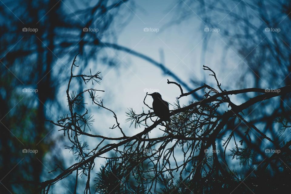 fantastic forest in the park at night bird on a branch in the summer-autumn season