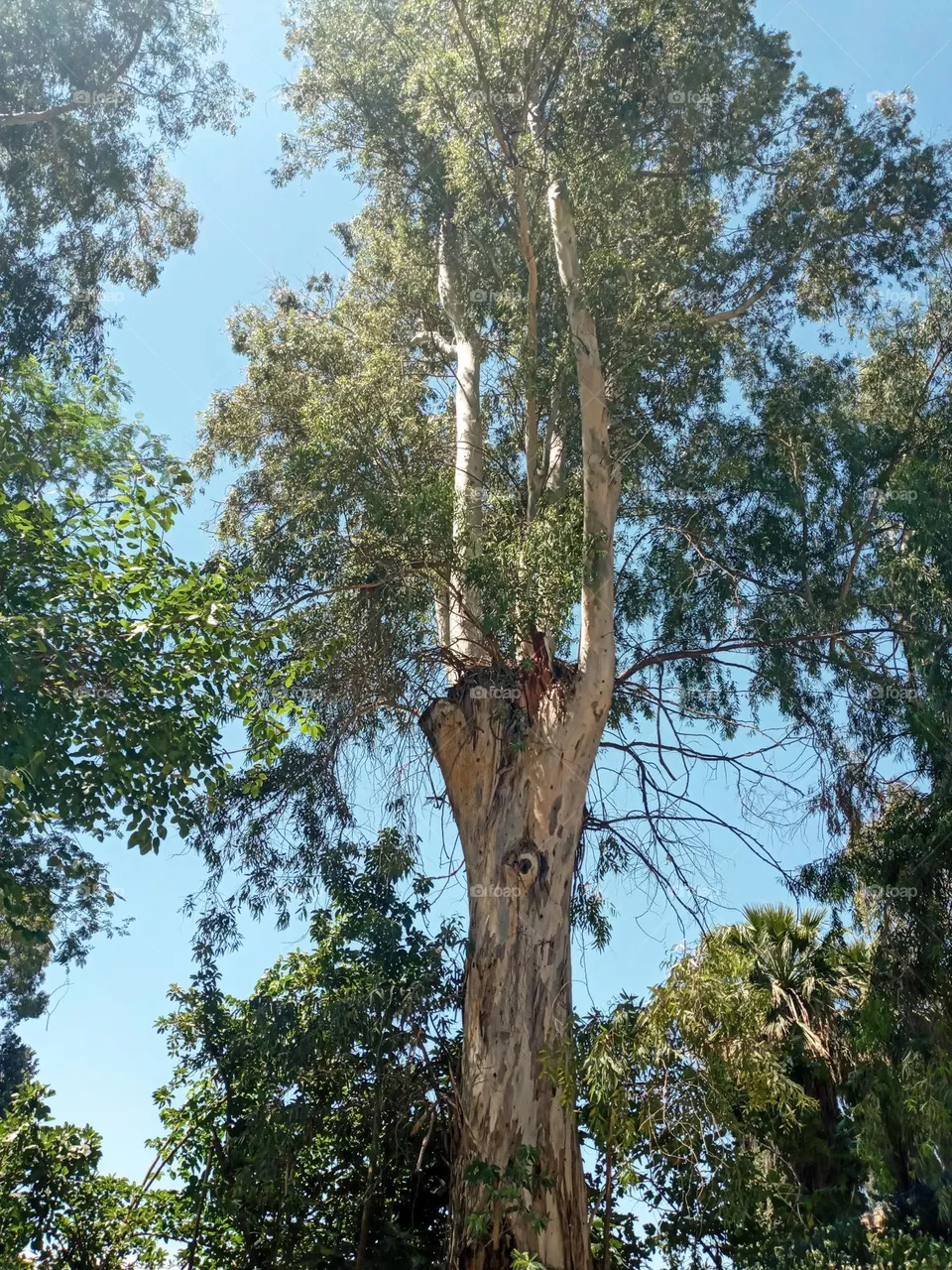 Trees