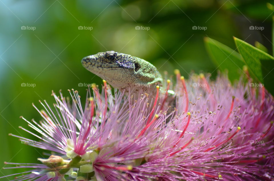 Close-up of lizard on flower