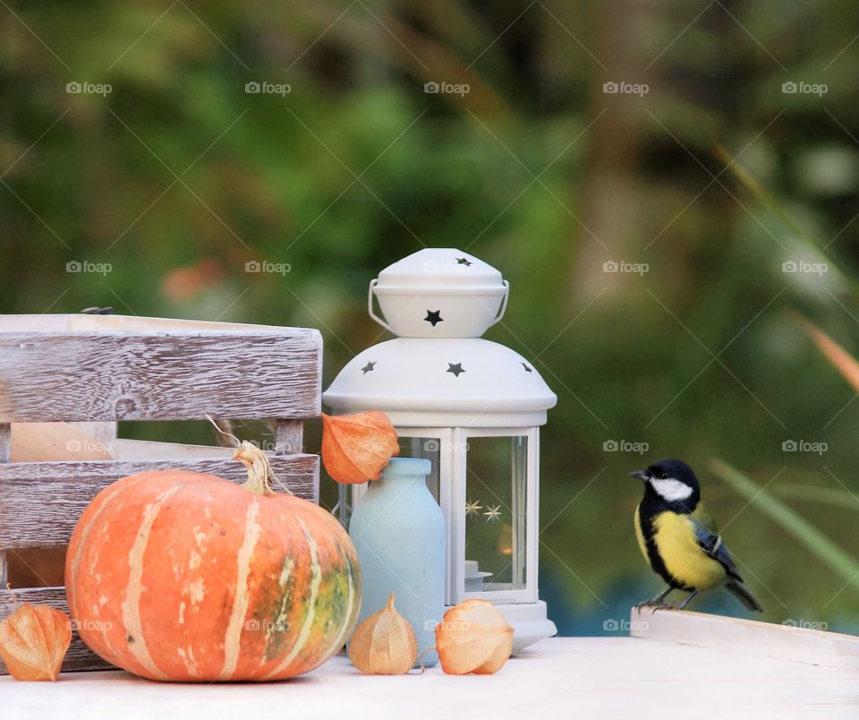 Great tit in still life 