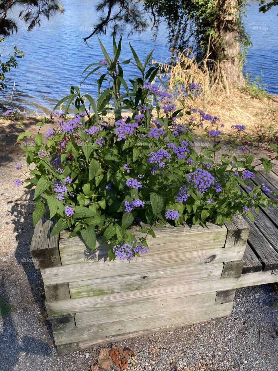 Lake flower box 