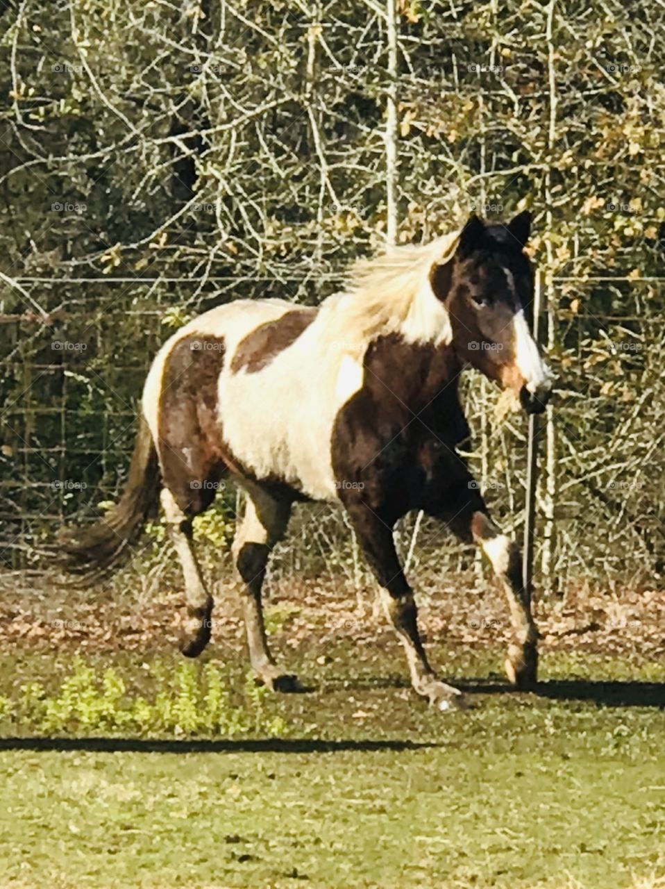 Beautiful Bella the paint horse mare on a sunny day in the South Georgia woods. 