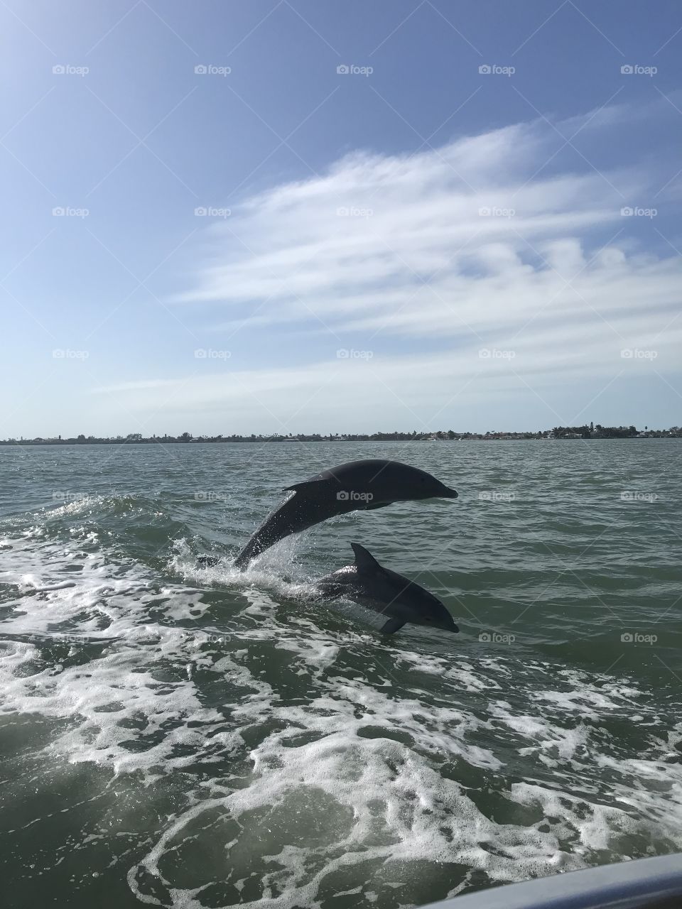 Dolphins 