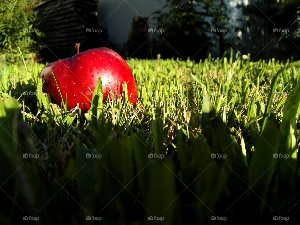 apple in light of evening sun