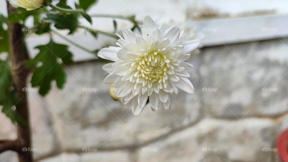 white flower