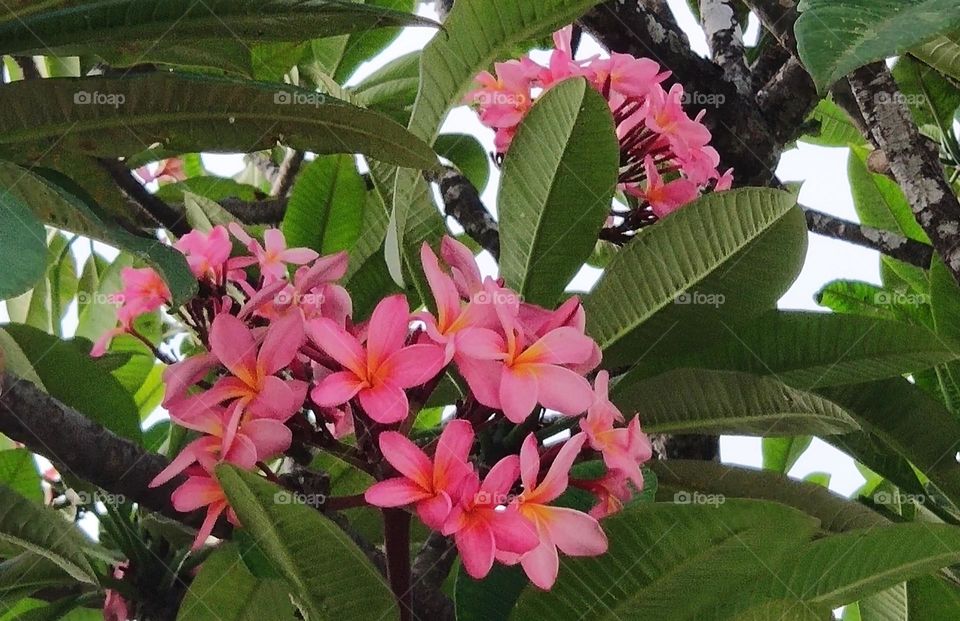 Frangipani's flower bloom.