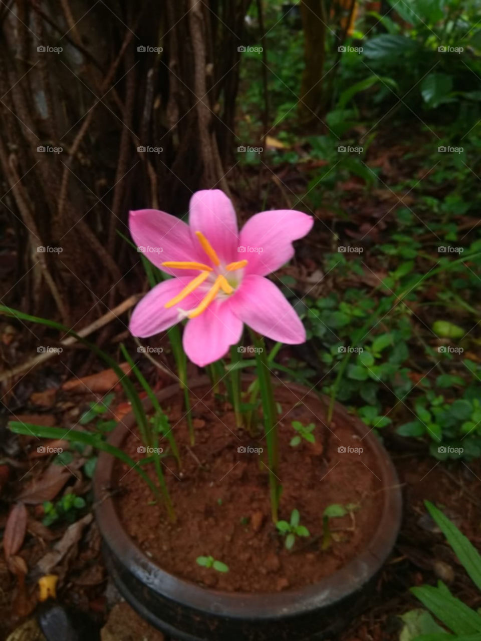 A flower in Food Making clay pot ..in my home garden