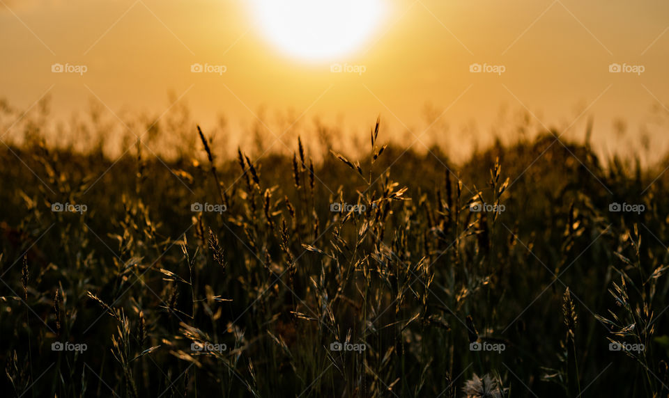 The Sun Sets Over a large field
