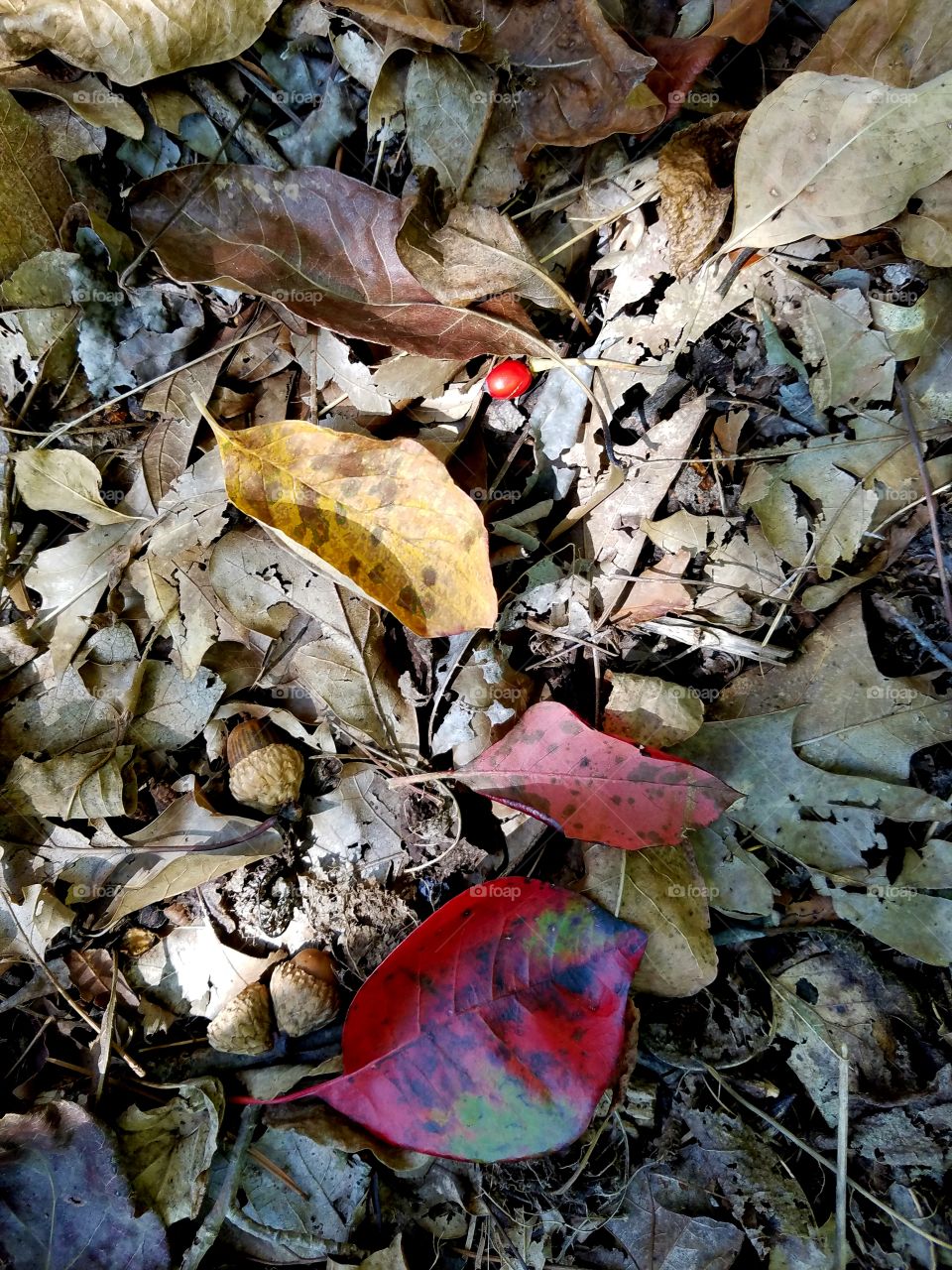 browns and reds.