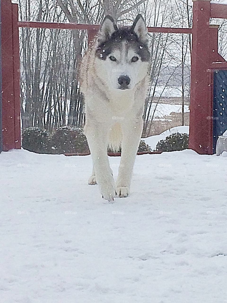 Siberian husky 