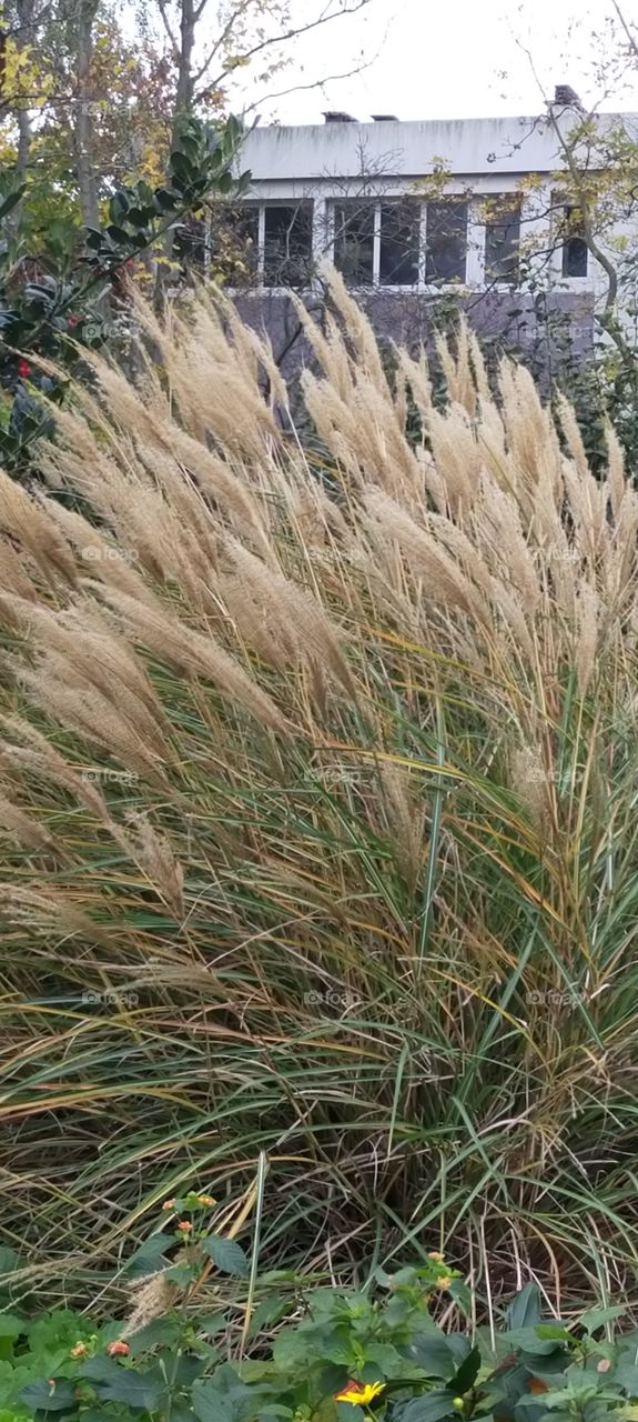 Chinese silver grass
Plant