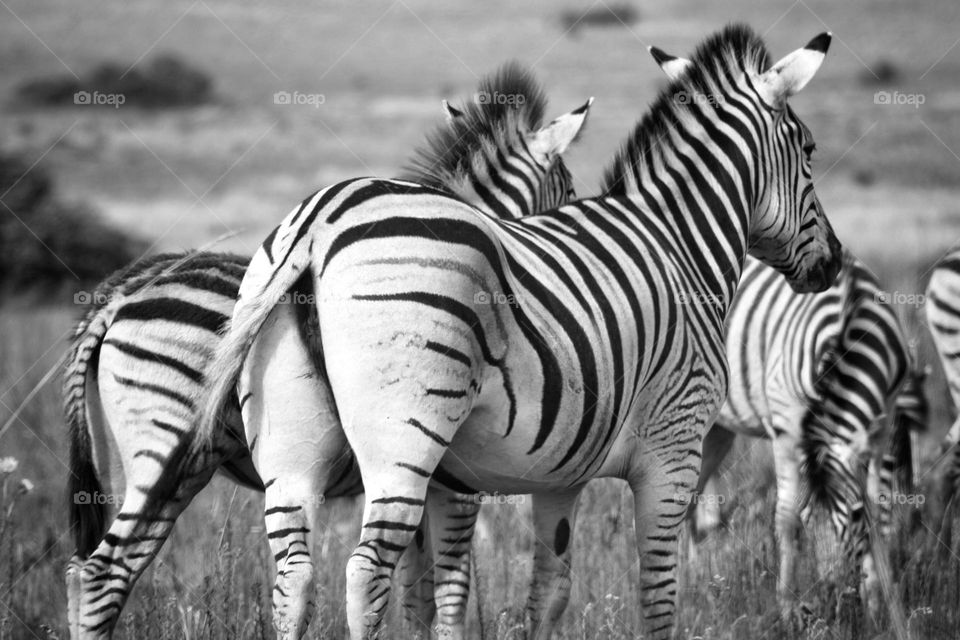 Zebras on the plains. in black and white.