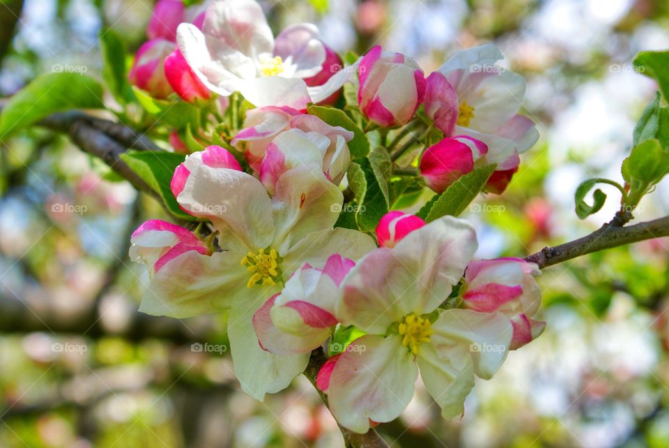 Apple Blossom