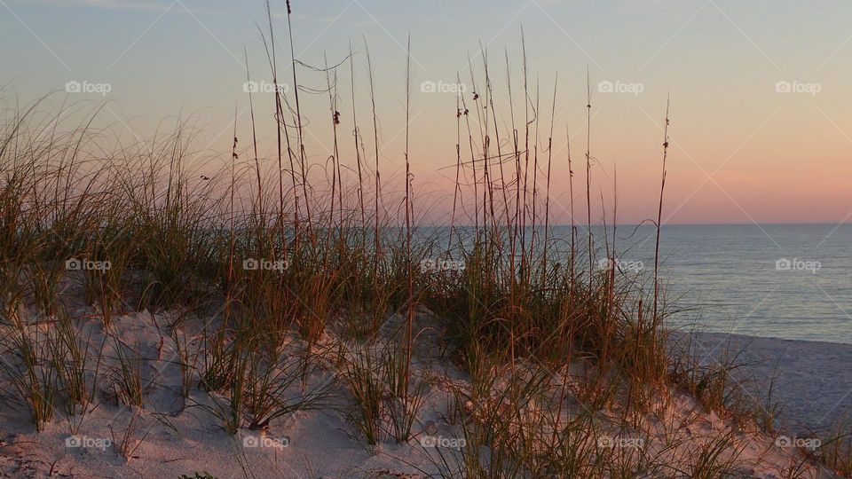 Sand dune with sea grass and sea oats on a serene rose colored sunset over blue horizon at Gulf of Mexico