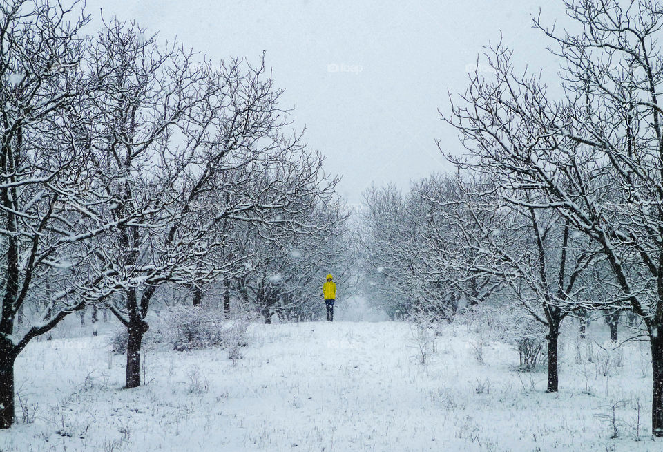 Snow weather, winter time, walk outdoor, frozen trees