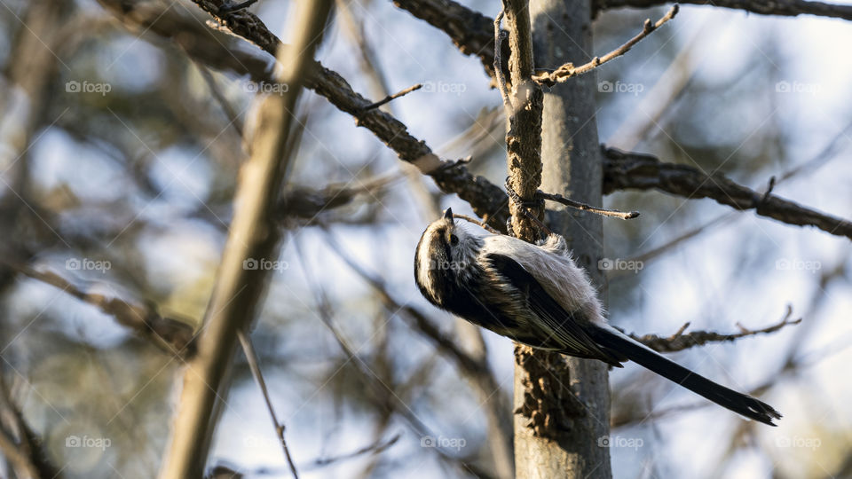 El Mito
Aegithalos caudatus
the Mith