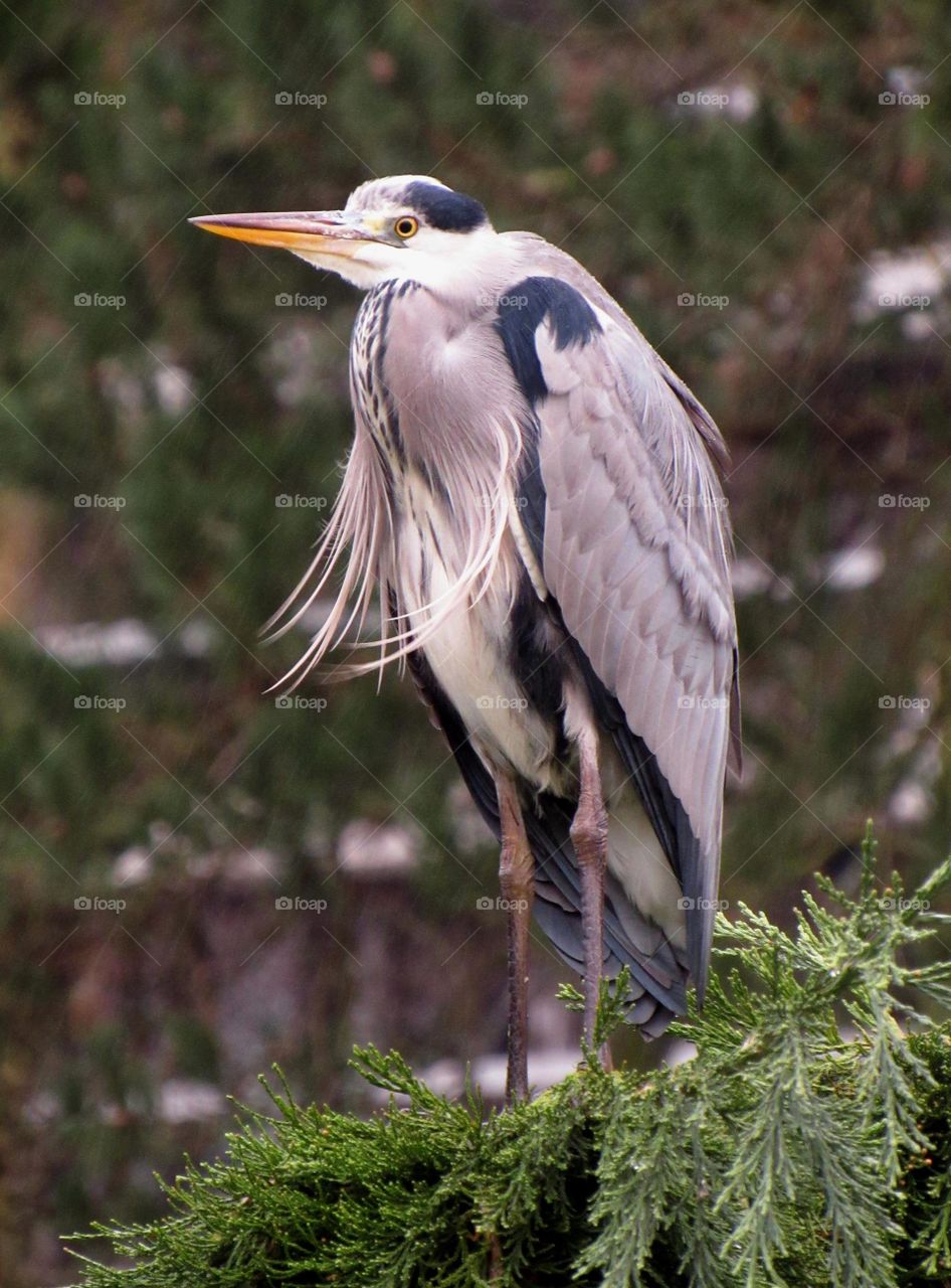 Perched