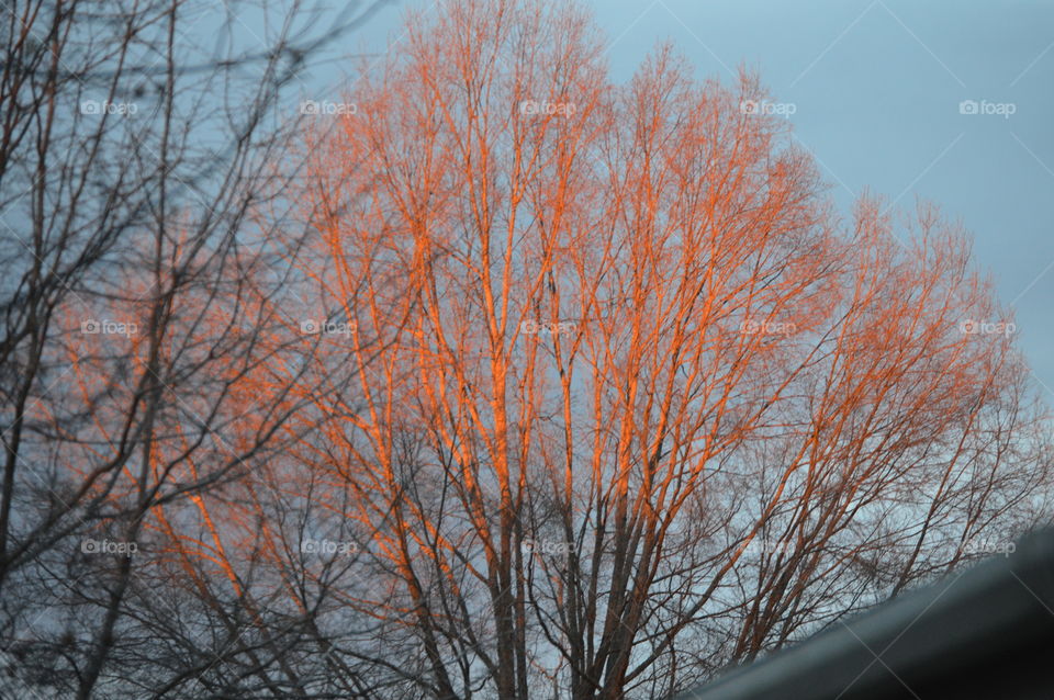 sunset in the tree tops