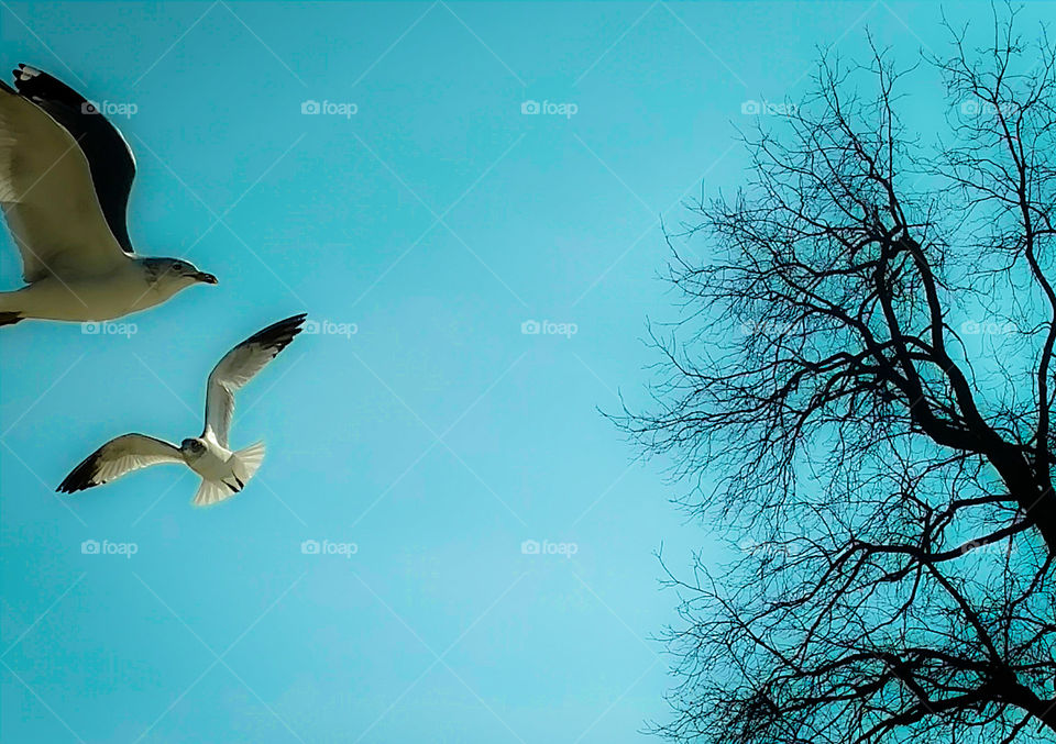 Seagulls in flight