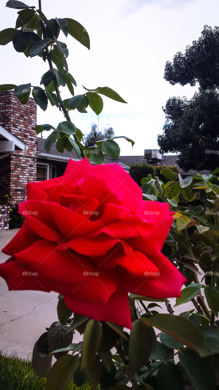 Red rose. On my walk