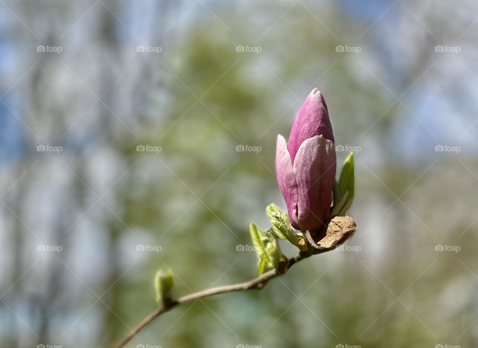 Magnolia blossom