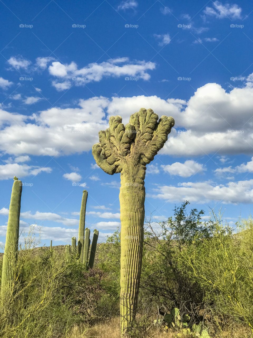 Desert Landscape - Crested Saguaro Cactus 