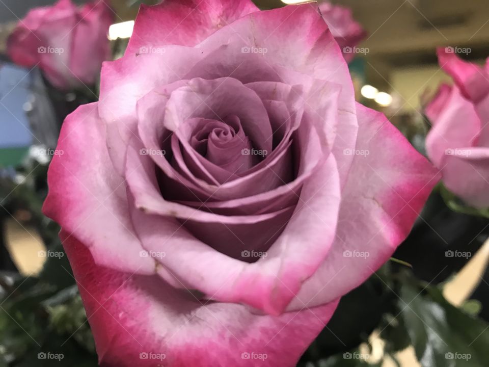 Closeup of open pink rose
