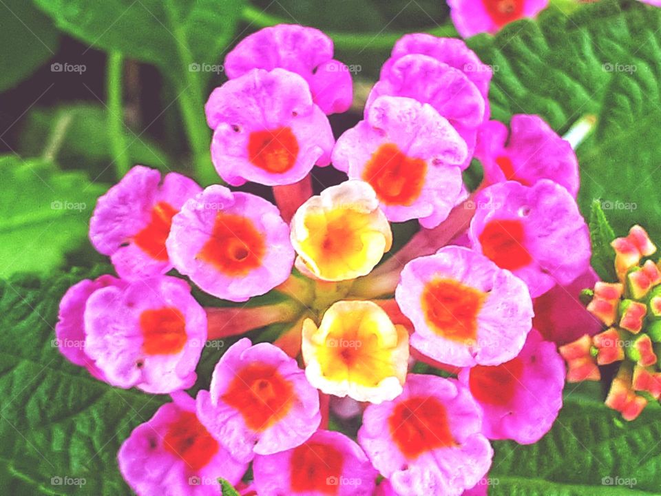 the best-selling flower with a bright pink  and yellow color