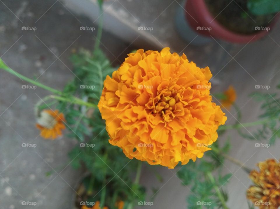 marigold flower yellow fresh seasonal looking very beautiful generally found everywhere fresh seasonal