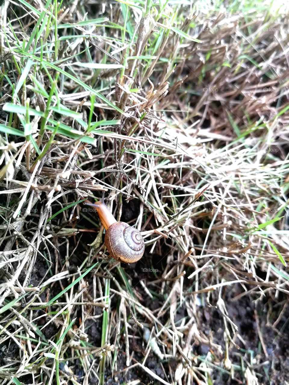 glancing snail