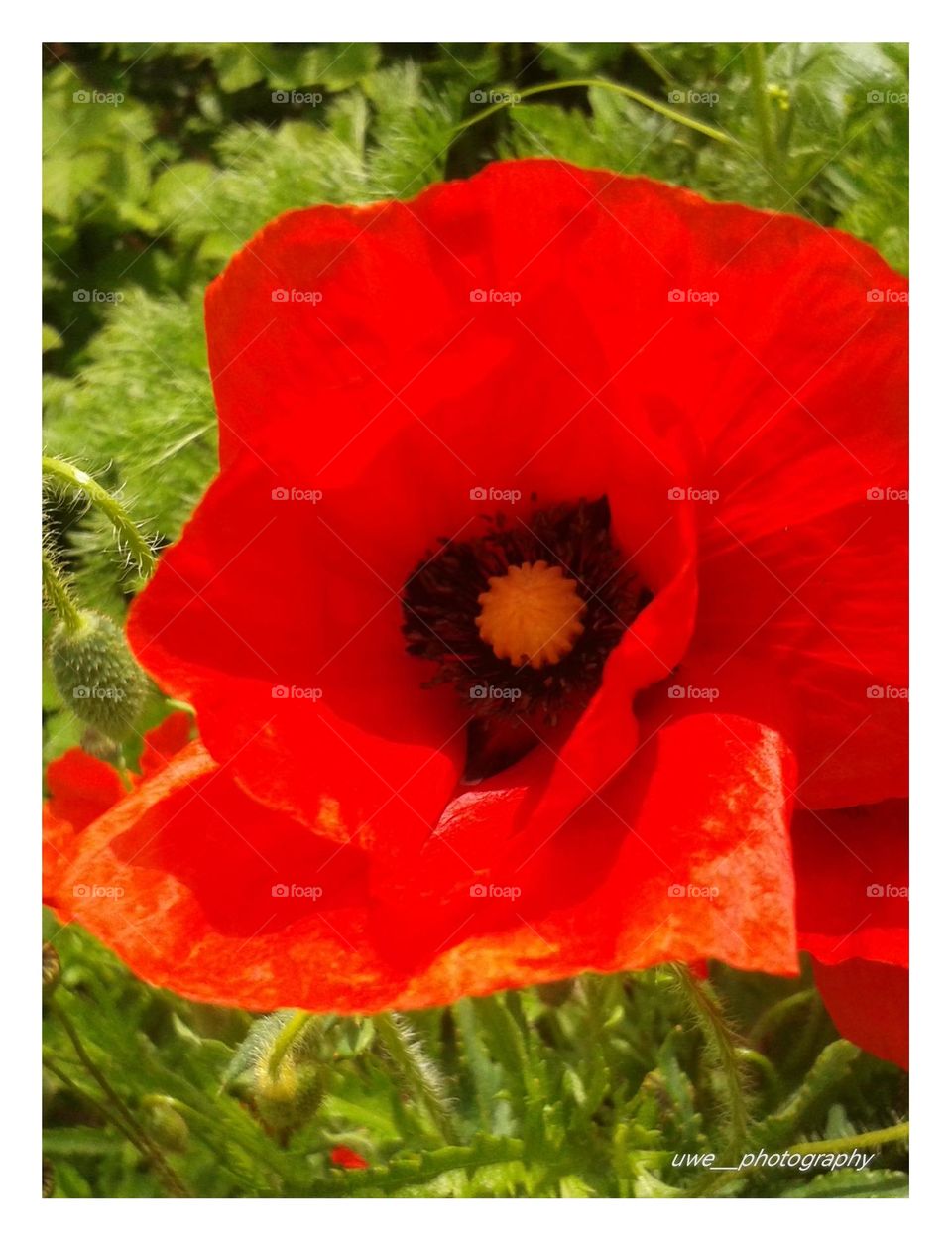 Mohn Blüte
