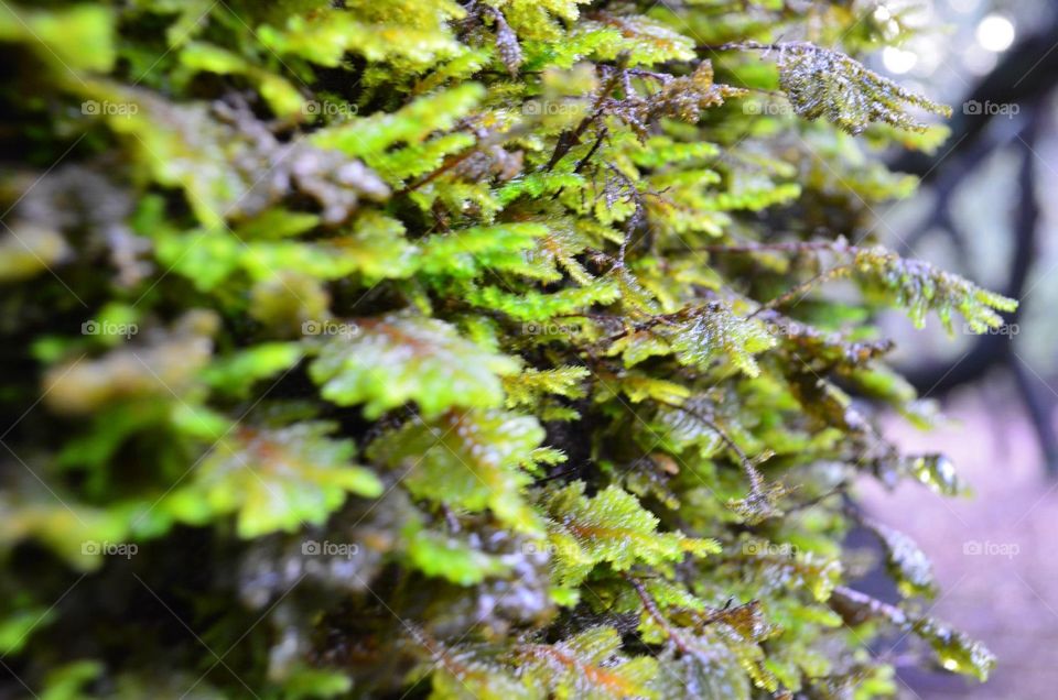 Mossy tree